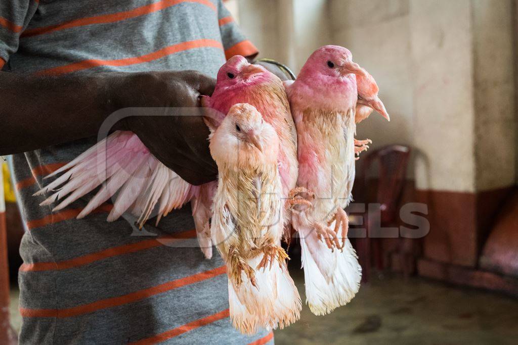 Pigeons for religious sacrifice at Kamakhya temple in Guwahati in Assam