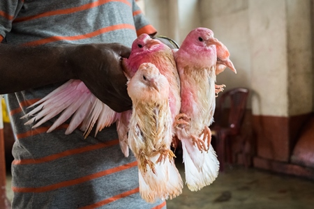 Pigeons for religious sacrifice at Kamakhya temple in Guwahati in Assam