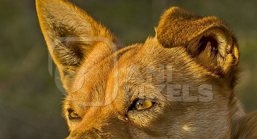 Close up of eyes of brown street dog in golden sunlight