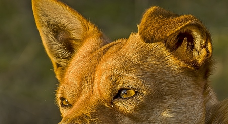 Close up of eyes of brown street dog in golden sunlight