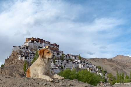 Indian street or stray dog in Ladakh wtih monastery in background in the mountains of the Himalayas