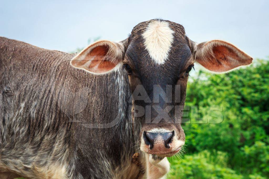 Dairy cow tied up in a field next to an urban dairy in Maharashtra