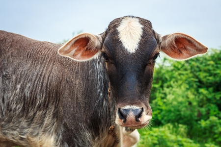 Dairy cow tied up in a field next to an urban dairy in Maharashtra