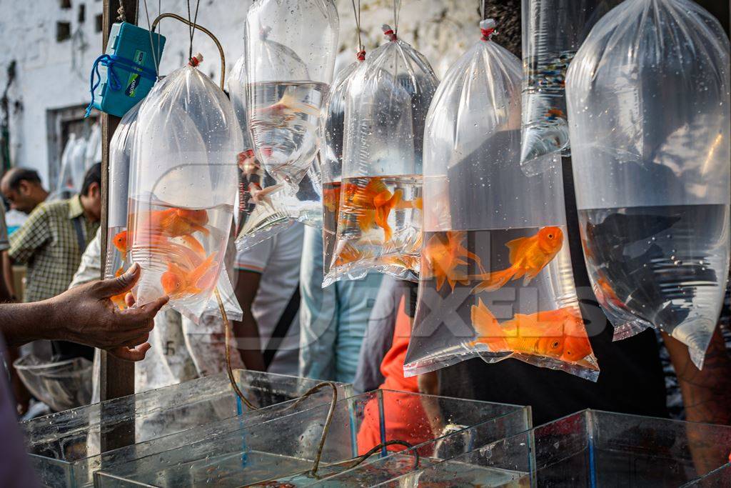Goldfish hanging up in plastic bags on sale at Galiff Street pet market, Kolkata, India, 2022