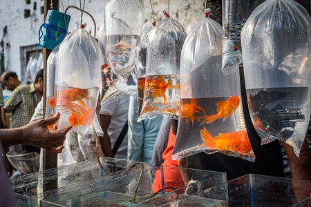 Goldfish hanging up in plastic bags on sale at Galiff Street pet market, Kolkata, India, 2022