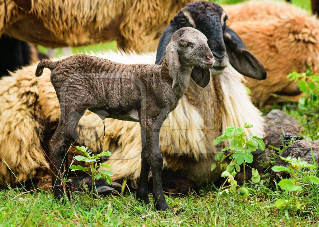 Mother and baby lamb and herd of sheep in a field in rural countryside