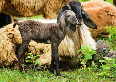 Mother and baby lamb and herd of sheep in a field in rural countryside