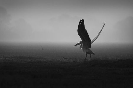 Stork taking flight in black and white