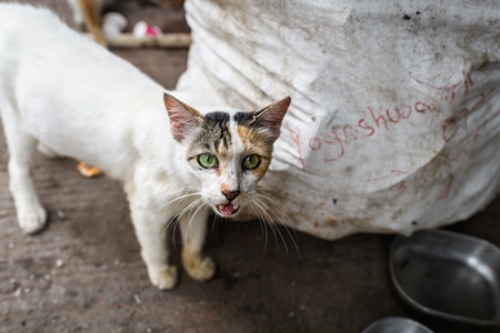 Indian ginger stray cat or street cat, in lane in the city of Pune, Maharashtra, India, 2023