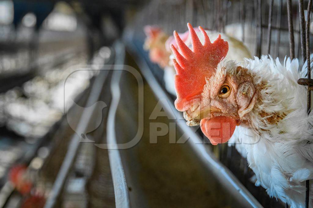 A sick Indian chicken or layer hen with skin infection and mutilated beak in a battery cage on an egg farm on the outskirts of Ajmer, Rajasthan, India, 2022