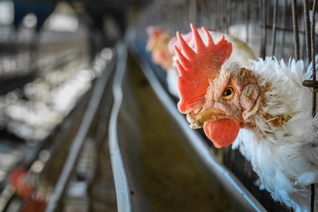 A sick Indian chicken or layer hen with skin infection and mutilated beak in a battery cage on an egg farm on the outskirts of Ajmer, Rajasthan, India, 2022