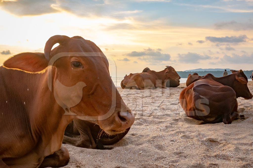 Many cows on the beach in Goa, India