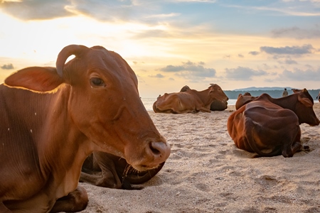 Many cows on the beach in Goa, India