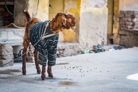 Indian goat wearing a sweater tied up in the street in the urban city of Jaipur, India, 2022