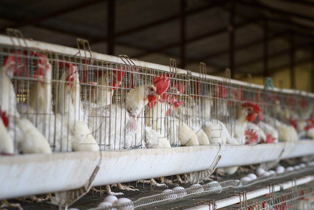 Indian chickens or laying hens in rows of small battery cages on an layer hen farm or egg farm in Maharashtra, India, 2022