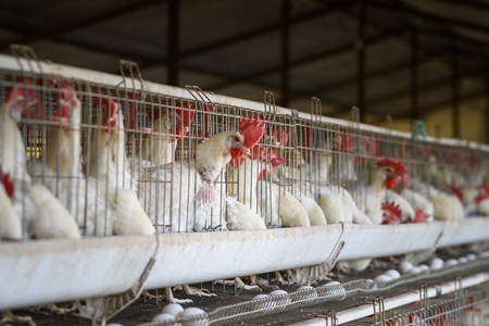 Indian chickens or laying hens in rows of small battery cages on an layer hen farm or egg farm in Maharashtra, India, 2022