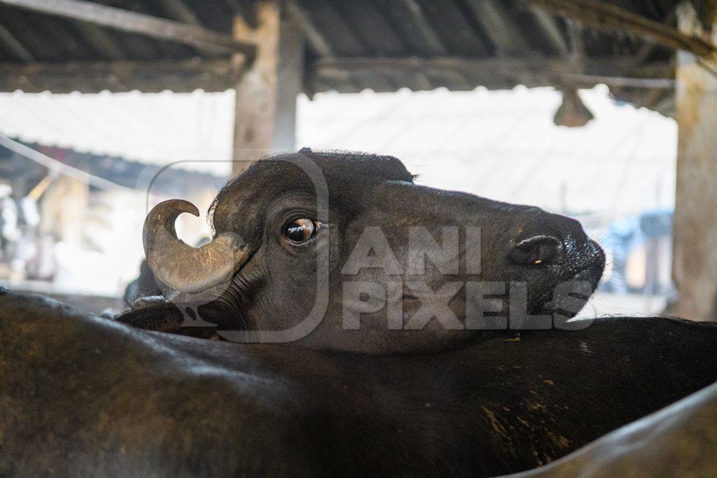 Farmed Indian buffalo looking out from an urban dairy farm or tabela, Aarey milk colony, Mumbai, India, 2023