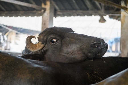 Farmed Indian buffalo looking out from an urban dairy farm or tabela, Aarey milk colony, Mumbai, India, 2023