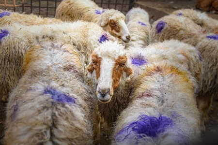 Indian sheep in an enclosure at the Ghazipur bakra mandi, Ghazipur, Delhi, India, 2022