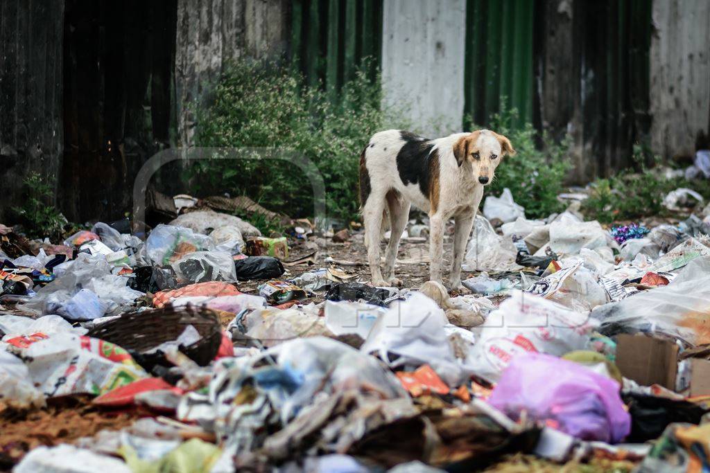 Stray street dog on garbage dump in urban city