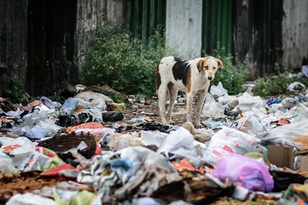 Stray street dog on garbage dump in urban city