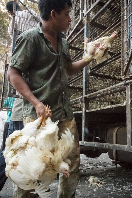 Broiler chickens raised for meat being unloaded from transport trucks near Crawford meat market in Mumbai