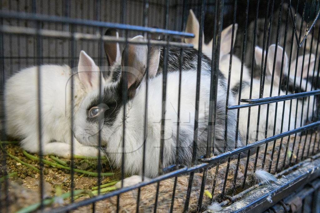 Baby rabbits in cages on sale as pets at Kabootar market, Delhi, India, 2022
