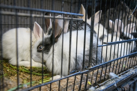 Baby rabbits in cages on sale as pets at Kabootar market, Delhi, India, 2022