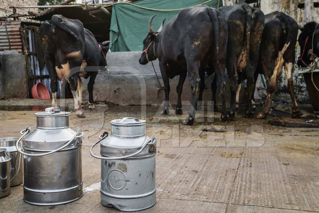 Dairy cows standing in a line with metal milk cans in an urban dairy in Maharashtra