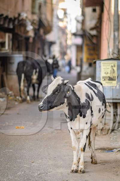 Indian street cow or bullock in narrow street in the urban city of Jaipur, India, 2022