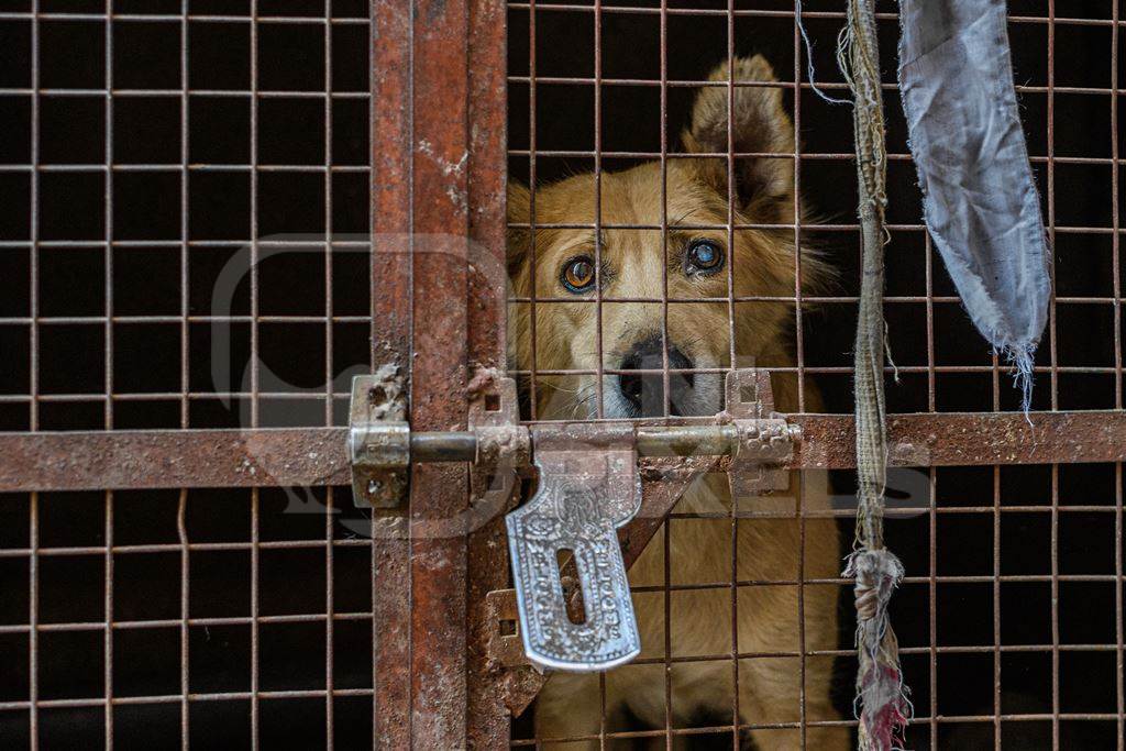 Pet dog locked in a cage, Jodhpur, India, 2022
