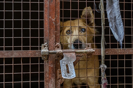 Pet dog locked in a cage, Jodhpur, India, 2022