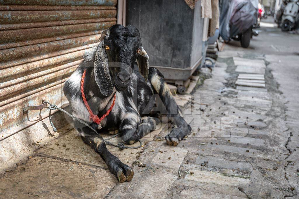 Goat to be used for Eid religious sacrifice tied up in urban city street