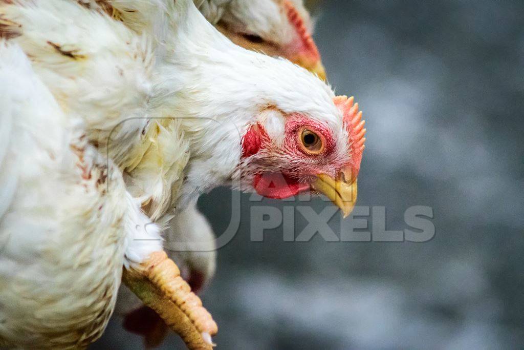 Broiler chickens hanging in a bunch upside down near Crawford meat market