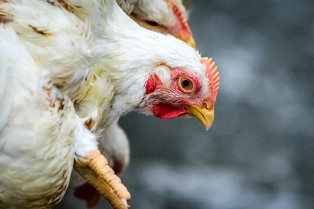 Broiler chickens hanging in a bunch upside down near Crawford meat market