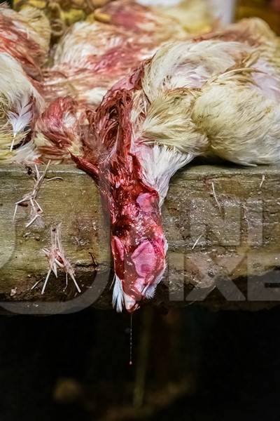 Dead chickens with their throats cut at the chicken meat market inside New Market, Kolkata, India, 2022