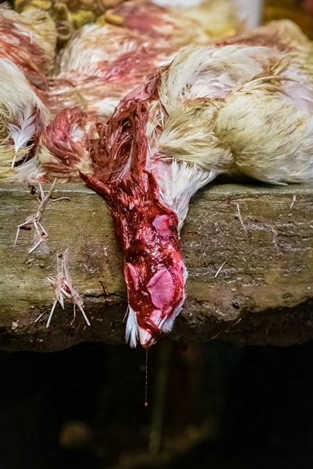 Dead chickens with their throats cut at the chicken meat market inside New Market, Kolkata, India, 2022