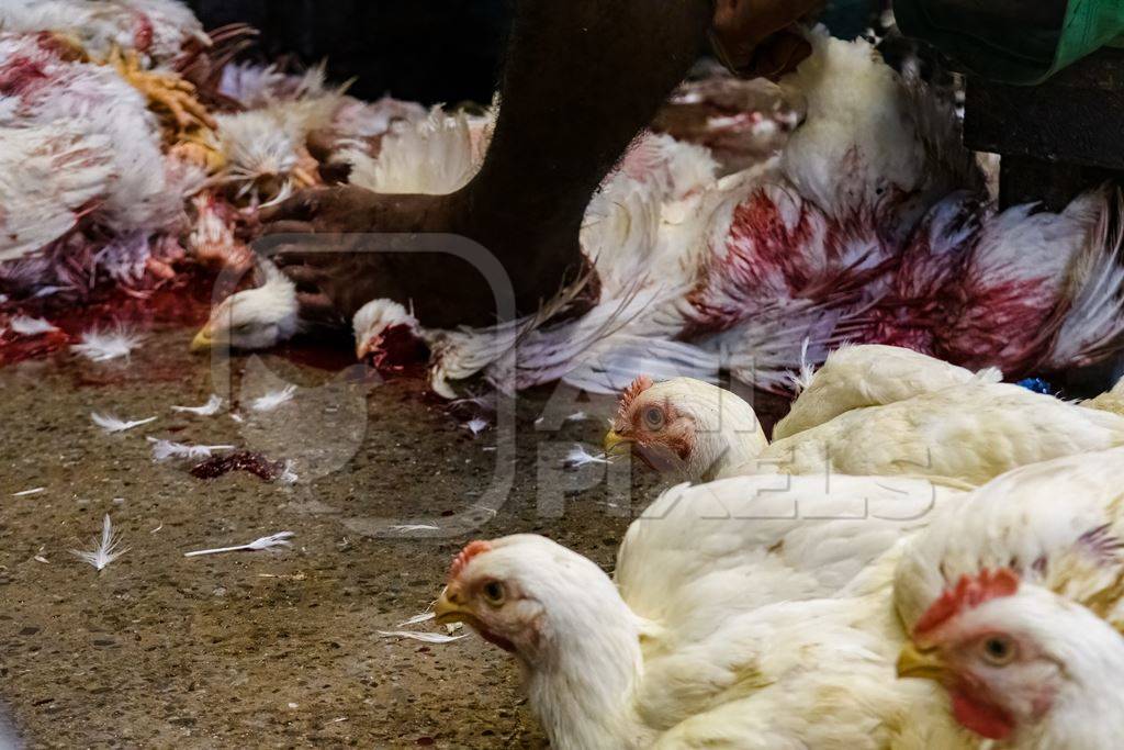 Slaughter workers killing chickens by cutting their throats with knives, at the chicken meat market inside New Market, Kolkata, India, 2022