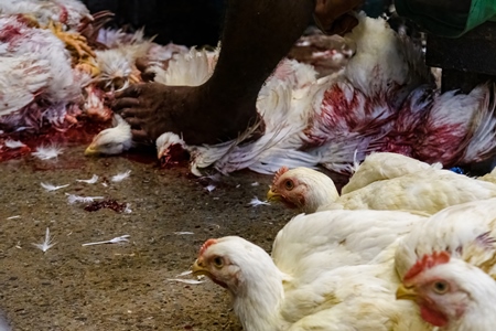 Slaughter workers killing chickens by cutting their throats with knives, at the chicken meat market inside New Market, Kolkata, India, 2022