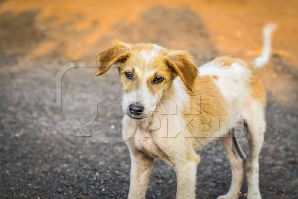 Cute stray street puppy on the road with orange wall background in an urban city in Maharashtra
