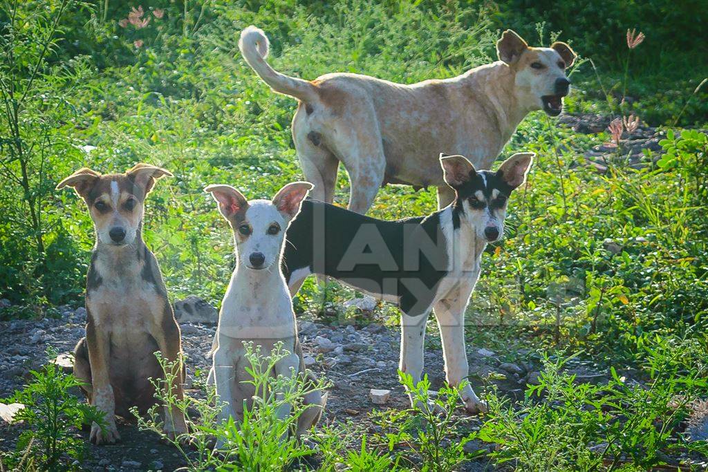 Mother street dog with litter of puppies in a green field on the outskirts of the city