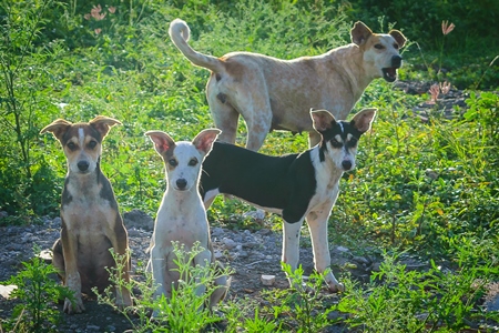 Mother street dog with litter of puppies in a green field on the outskirts of the city