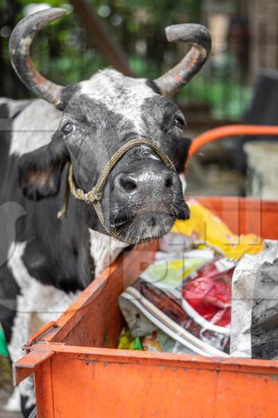 Street cow on road in city eating trash from garbage container in Maharashtra
