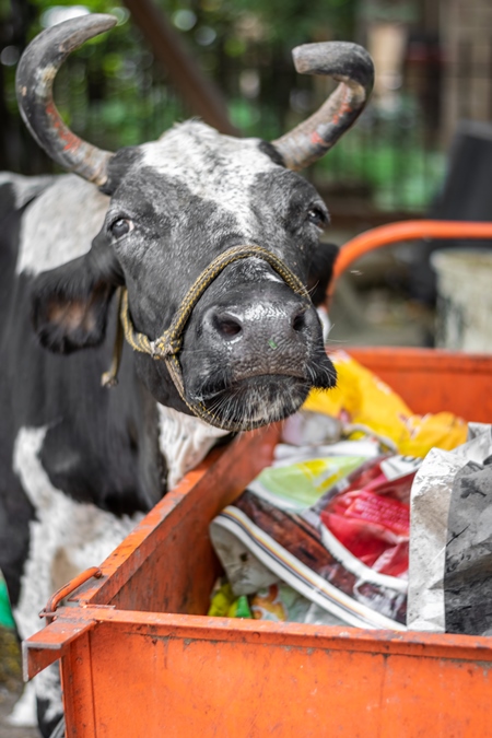 Street cow on road in city eating trash from garbage container in Maharashtra