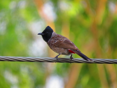Red vented bulbul sitting on cable with green background