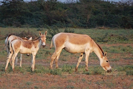 Herd of wild ass in field in Rann of Kutch in Gujurat