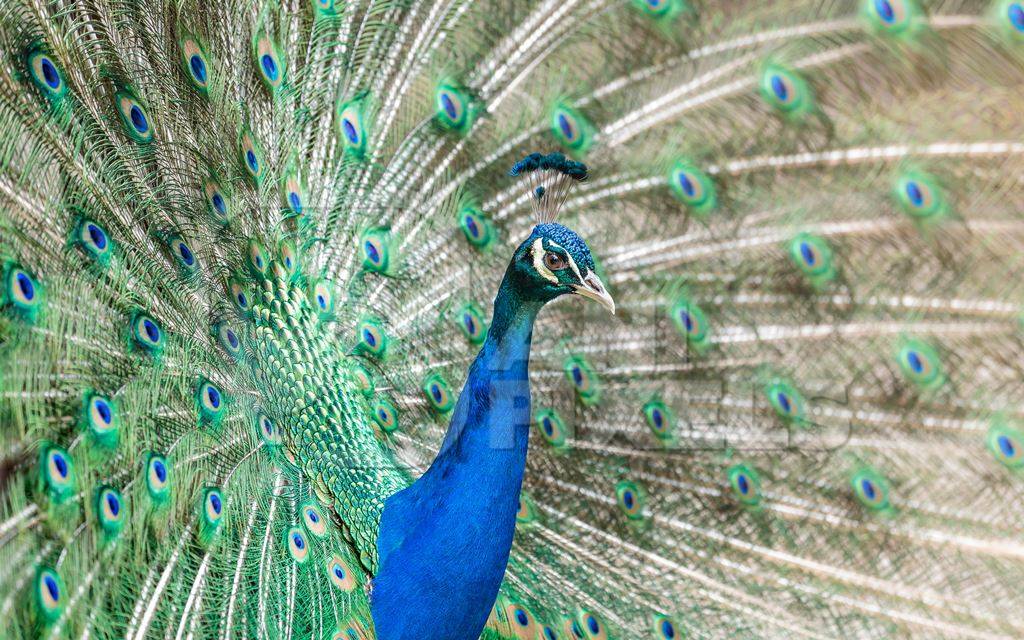 Beautiful peacock bird fanning his tail