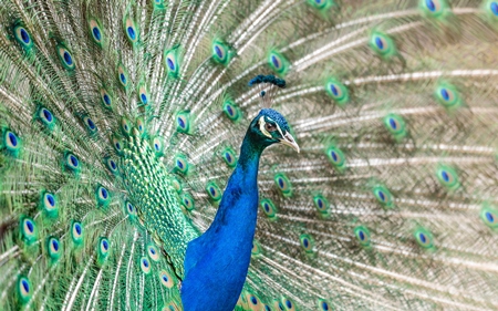 Beautiful peacock bird fanning his tail