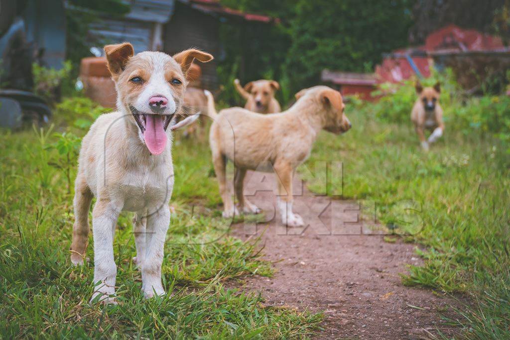 Cute stray puppies playing in a field