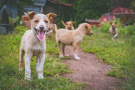 Cute stray puppies playing in a field